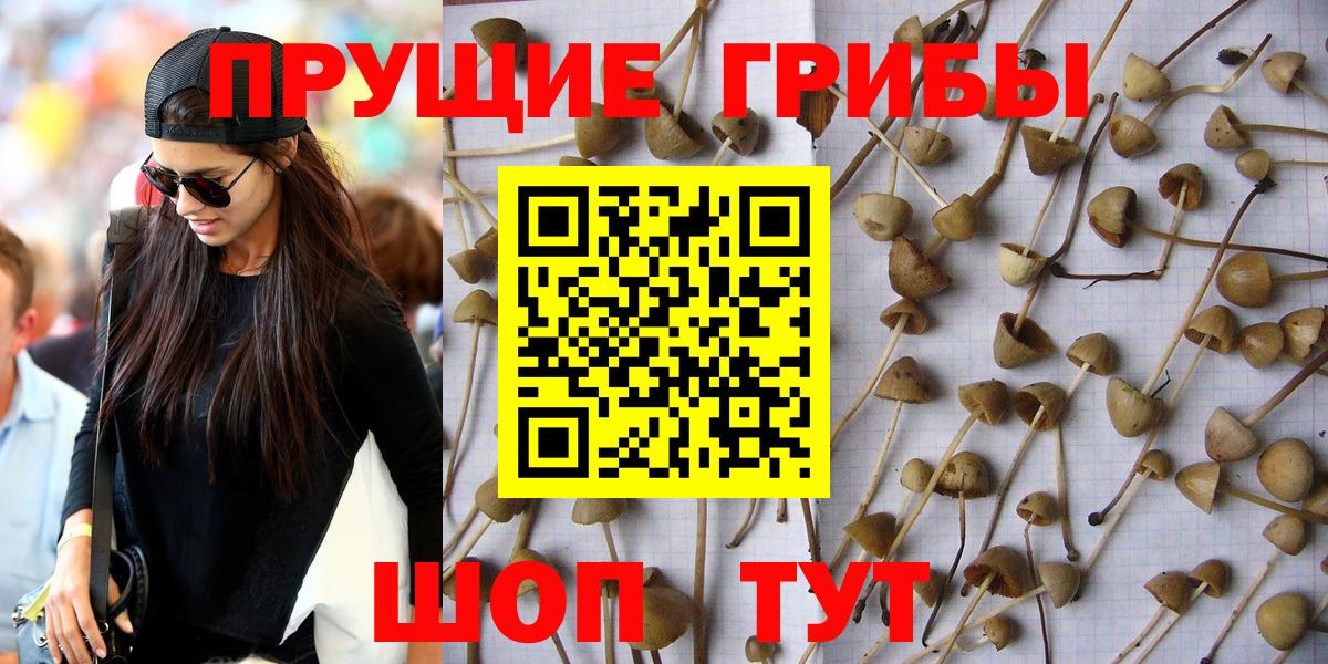 Псилоцибиновые грибы прущие грибы Дубна